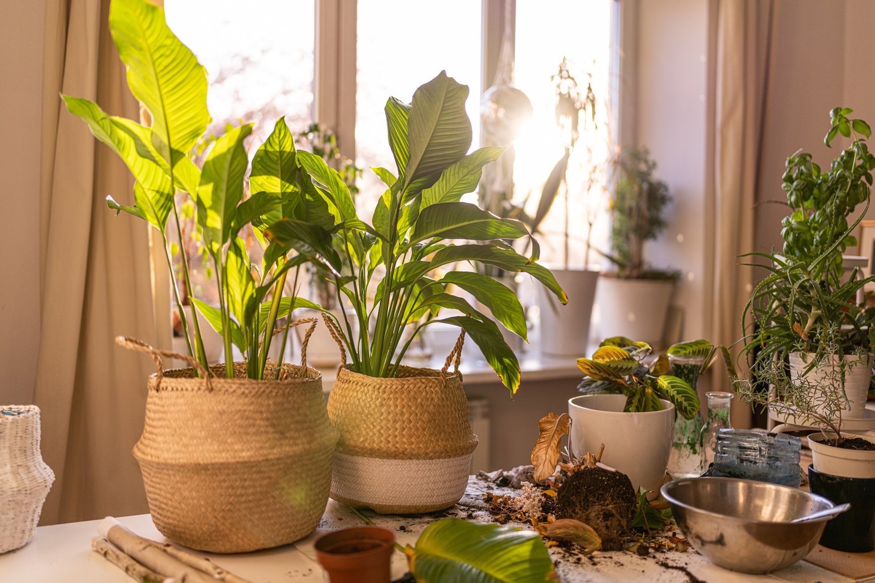 Indoor gardening.