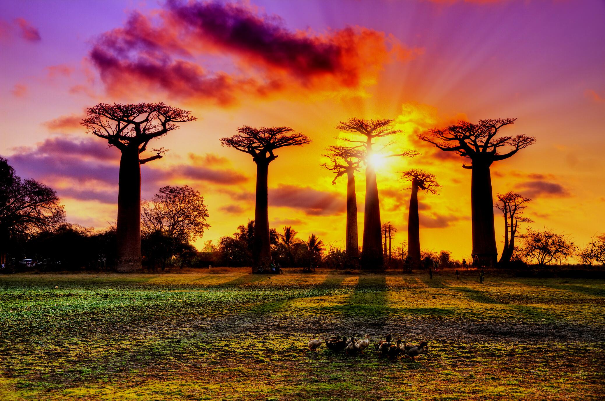 Pink Baobabs