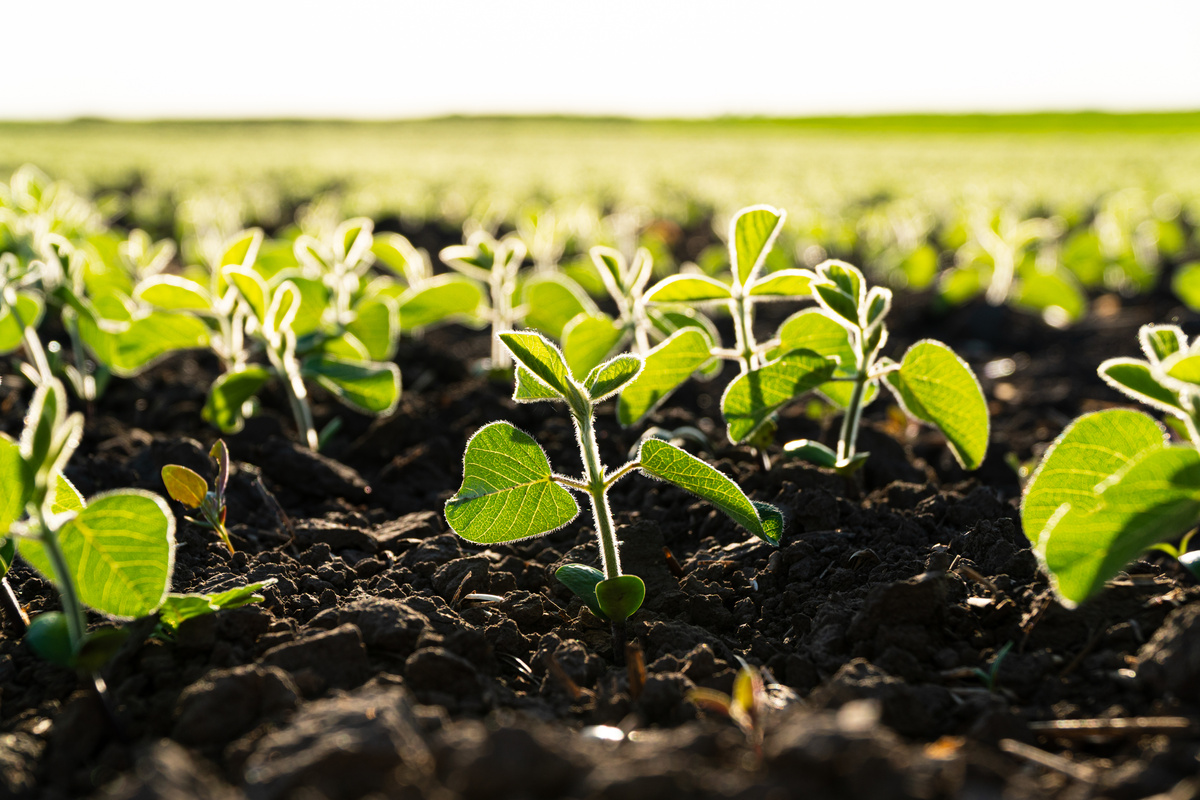 Close up seeding soya bean sprout. Green young soya plants growing from the black soil on sunlight evening. Soy agricultural. Selective Focus with Shallow Depth of Field