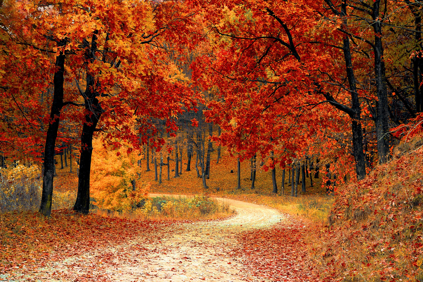 Autumn Trees in the Forest